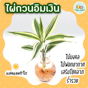 2 โปรเตูปกะ (3 ความลด 5-) ไผ่กวนอิมเงิน ต้นกวนอิมมงคล ต้นไม้ปลูกในน้ำ ต้นไม้ในร่ม ไม้ฟอกอากาศ ไม้น้ำ, เสริมโชคลาภ ร่ำรวย วางไว้บนโต๊ะทำงาน