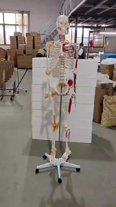 180CM Human Skeleton Model 180CM Life Size Clear Bone Texture Include Nerve Roots Plastic Anatomica School Mannequin