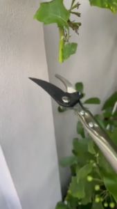 ของแท้ กรรไกรตัด-หนีบผลไม้ ยาว1.5เมตร กรรไกรตัดหนีบผลไม้ด้ามยาว กรรไกร กรรไกรตัดกิ่ง กรรไกรตัดกิ่งไม้ด้ามยาว