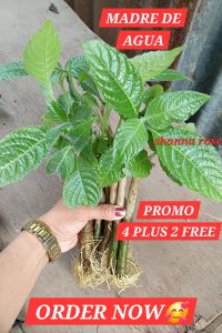 MADRE DE AGUA PLANT 4+2 ROOTED SEEDLINGS WITH FREEBIES MALALAKI NA MAY DAHON AT UGAT EASY TO PRODUCE LEAVES