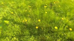 MAKITA Original ELM3320 Electric Lawn Mower 330mm (1Year Warranty) Mesin Rumput Tolak Heavy Duty