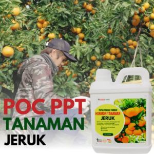 Pupuk hormon penyubur tanaman jerukPupuk booster tanaman jerukPupuk jeruk cebpat berbuah
