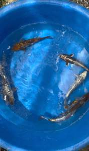 Japan Aragoke 32–38cm from Momotaro Farm - RM1180 per koi