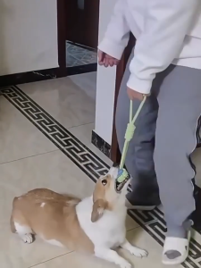 Đồ chơi nhai gặm bằng dây thừng cotton cho cún cưng chơi ngoài trời-ESTLA