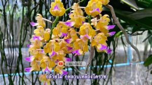 กุหลาบเหลืองโคราช กล้วยไม้ KOH KOH KOH กล้วยไม้ 5-10คู่ ใส่ตะกร้า ราคาที่สุด จัดส่งตามภาพตัวอย่าง 1ตะกร้า/ดม