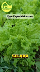 FEROMON GRAYAK pengendalian efektif hama spodoptera litura grayak pada kentang kacang jagung sayuran cabai