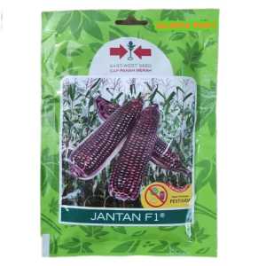 200 Butir Benih Jagung Pulut Ungu JANTAN F1