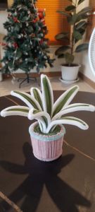 เศรษฐีเรือนนอก ไม้มงคลกำมะยี่ ทำเอง ฮิกันบานะ งานฝีมือ เทศกาลต่างๆ