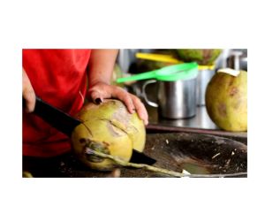 ต้นมะพร้าวน้ำหอมใบเตย(พันธ์เตี้ย)