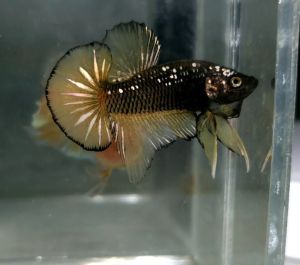 Halfmoon Plakat HMPK Betta Fish / Ikan Laga/ 斗鱼 (Not random fish)8