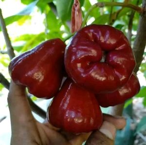 Selamat Datang Ditoko Kami Bibit Jambu Air Citra Merah 🌱 Bibit subur dan Valid Bibit Hasil Okulasi Bibit cepat berbuah Buah Manis dan dagingnya Tebal bibit hasil okulasi sudah berbuah semua