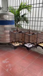 Lồng chim hút mật nóc tròn RÁP SẴN nan cáp quang đen siêu bền lồng hút mật tự ráp hàng kĩ tặng kèm phụ kiện