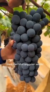 Bibit Anggur Hitam Non Biji Termurah
