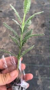 ต้นลาเวนเดอร์ แบบเพาะชำแล้วรากสมบูรณ์