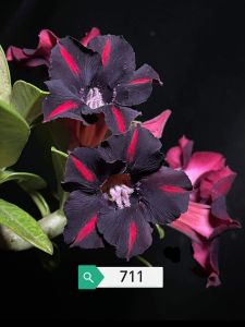 Adenium Obesum Bonsai ID 711 富贵花