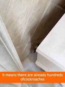 【Effective range 300 meters】cockroaches killer cockroaches repellent  lipas killer cockroach bait cockroaches trap 蟑螂药