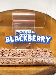 Benih Blackberry Unggulan Berkualitas Biji Bibit repack Black berry bery beri berri besaran hitam hydroponik hidroponik tanaman berbiji buah pot