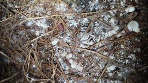 เชื้อเห็ดฟางอีแป๊ะ 4 ถุง ผสมอาหารเสริมแป้งข้าวเหนียวรำอ่อน เชื้อเดินดีแล้ว เรียบร้อยแล้วพร้อมเพาะลงแปลงและตระกร้าแถมฟรีจุลินทรีย์หน่อกล้วยสำหรับแช่ฟางข้าว