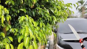 T-REX Gunting rumput Gangang Kayu Besi Teleskop(panjang Pendek) 48cm gunting super tajam ori Gunting Pagar gunting baja ringan