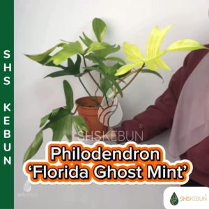 Philodendron Florida Ghost Mint Indoor Plant Beauty Green Plant Pokok Hiasan Dalam Rumah Live Plant SHS Kebun