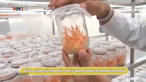 Đông trùng hạ thảo nguyên con khô 15gr