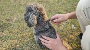 Chain Lock Dog Chain With Hook Lock Iron/Galvanized Alloy For Home Camping Pet Towing