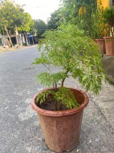 Chậu Đinh Lăng Lá Nếp