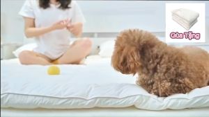 Topper khách sạn bông microfiber êm ái bồng bềnh dày 10cm có thun ràng