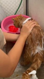 Shampo Pelebat Bulu dan Perawatan Kulit Kucing Sensitif - PETSO By Dr.Bulu