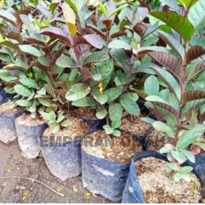 Bibit Tanaman Buah Jambu Biji Ungu Australia Okulasi