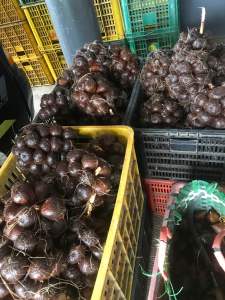 salak pondoh grade A - untuk paket 3 kilo