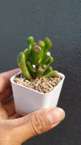 ต้นไม้อวบน้ำ กุหลาบหิน หูเชร็ค คลาสซูล่าใบหลอด Crassula ovata Gollum #succulent คราสซูลาโอวาตาโกลลัม/หอคอยนางฟ้า/Finger Jade/The Coral Plant