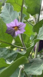 Phân bón NPK Refresh grow 15-12-17 gói 200gr phân bón hợp chất