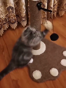 ฝนเล็บแมว คอนโดแมวราคาถูก คอนโดแมว ที่ลับเล็บแมว ที่ฝนเล็บแมว ลับเล็บแมว คอนโดแมวเล็ก ของเล่นแมว แมว Scratch โพสต์