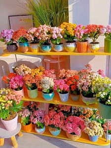 Double petaled longevity flower seeds are easy to plant 重瓣长寿花花卉种子  易种植 开花不断 with a long flowering period for indoor and outdoor green plants