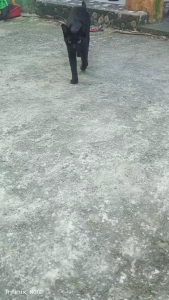 Cassiel Pet Vitamin Kucing/Anjing 120g Gemuk & Bulu Anti Rontok Multivitamin Spirulina Minyak Ikan