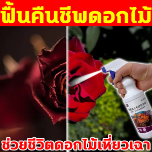 🌹คืนความสวยงามของดอกไม้🌹ปุ๋ยกุหลาบ 500ml ปุ๋ยใส่กุหลาบ ปุ๋ยเร่งดอก เร่งดอก สามารถส่งเสริมรากให้แข็งแรง ใบสีเขียว และดอกบานมากขึ้น ปุ๋ยกล้วยไม้ ปุ๋ยไม้ดอก ปุ๋ยเร่งดอกดก ปุ๋ยดอกไม้ ปุ๋ยเร่งดอก ผล ดูดซึมสารอาหารเร็ว ปุ๋ยดอกกุหลาบ ฮอร์โมนเร่งดอก