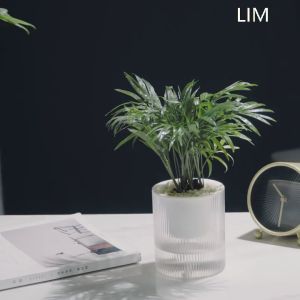 SG Clear Automatic Water Absorption Self Watering Hydroponic Flower Pot Planter 15X17cm