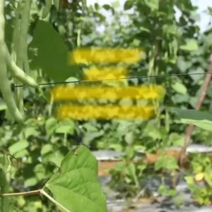 Benih Buncis MAXIPRO Isi 225 Butir Cap Panah Merah