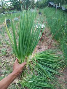 พันธุ์ต้นหอมเลย บั่วเลย ชุดทดลองปลูก  15 ต้น 45บาท