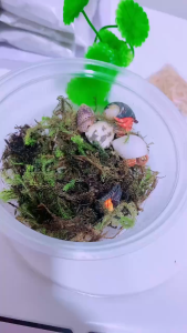 Thức ăn ốc mượn hồn hoa quả sấy tự nhiên các loại hấp dẫn