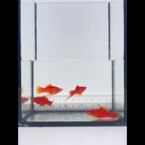 Albino swordtail (single Sword)