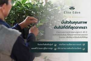 ต้นมะม่วงมันขุนศรี (บางขุนศรี) 60-200 cm. พันธุ์โบราณ รส 3 มิติ หวาน มัน เปรี้ยว หาทานยาก พันธุ์แท้ 100% เกรดพรีเมียม