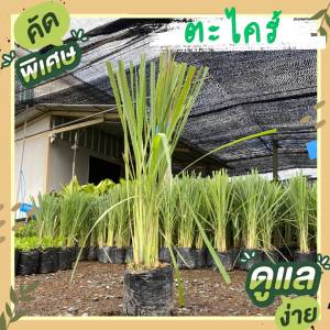 ตะไคร้ 6 นิ้ว ผักสวนครัว ผักสวนครัวปลูกง่าย ผักสวนครัวพร้อมปลูก ผักออร์แกนิก ต่อไปแล้ว ตะไคร้ในถุงดำ