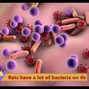 Rat Repellent Mothballs Eco-Friendly Pests Rat Repellent Pills Powerful Non-toxic Mouse Rodent Bait Strong Mouse repellent Pill for home rat killer safe and non-toxic No more rats within 10000 meters