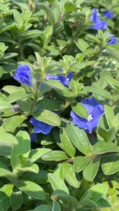 พยับหมอก Plumbago auriculata ดอกสีขาวปนฟ้าอมเทา เป็นช่อแบบช่อกระจุกแน่นที่ปลายกิ่ง ใบสีเทาเป็นเอกลักษณ์ 💚