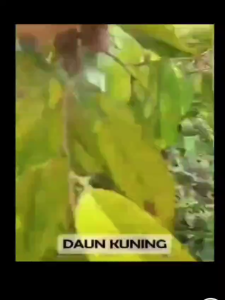 Pupuk Dasshu Z1000 Japan - Pupuk Perangsang Akar Tunas Batang Teknologi Japan Organik