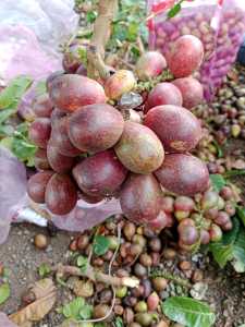 BUAH MATOA  500gr FRESS baru petik