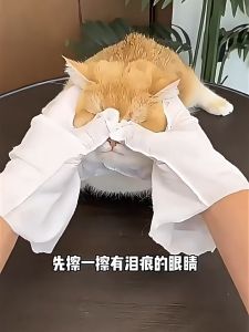 Pet unwashed gloves cat and dog specific bathing dry cleaning antibacterial and deodorizing wipes