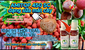 (dùng trên cây vải) Thuốc trừ bệnh Amitop 450SC (nhập khẩu Ấn độ) trừ bệnh đốm lá sương mai thán thư thối trái trên Vải không nóng